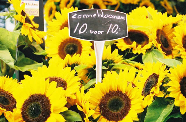 Sunflowers For Sale, Albert Cuypmarkt | by Flight Centre's Tiffany Apatu