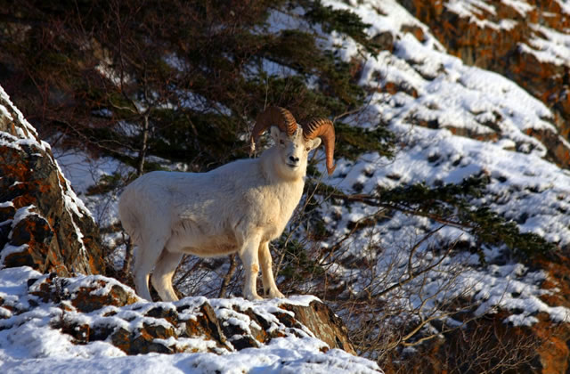 A Dall sheep