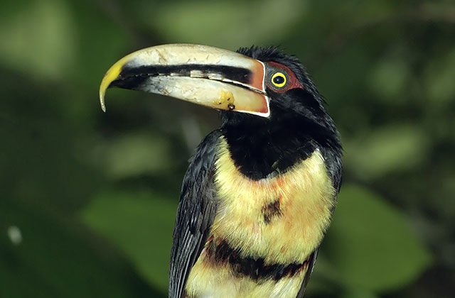 A Toucan