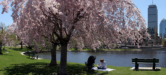 Boston: Public Park with Spring Cherry Blossoms