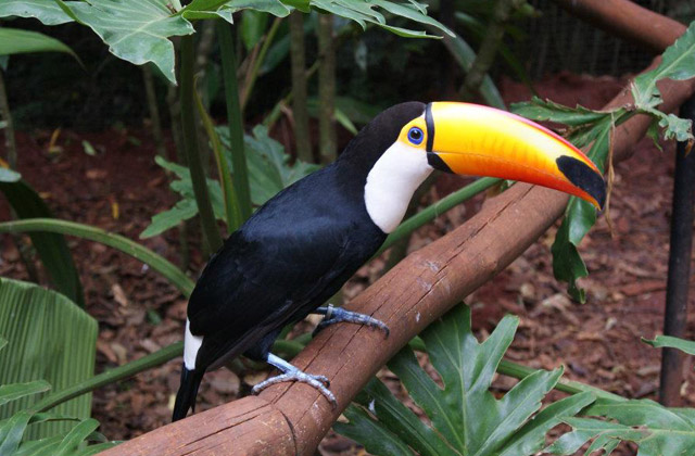 Toucan | by Flight Centre's James Sheppard