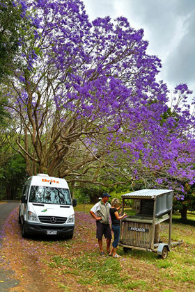 Stopping for Fresh Avocados | by Flight Centre's Jade Hateley