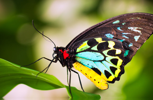 Birdwing Butterfly