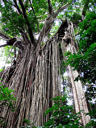 Curtain Fig Tree