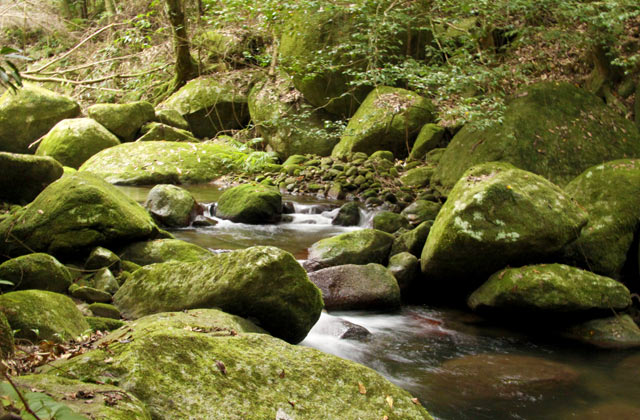 Daintree Rainforest, a day trip from Cairns | by Flight Centre's Stephen Bullock