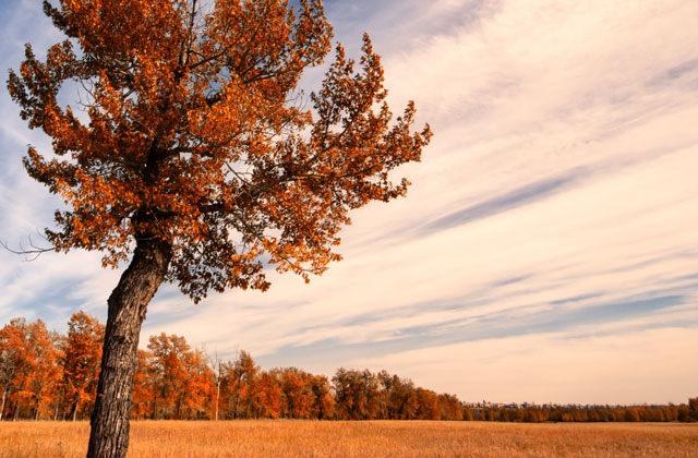 Autumn Colours, Fish Creek Provincial Park