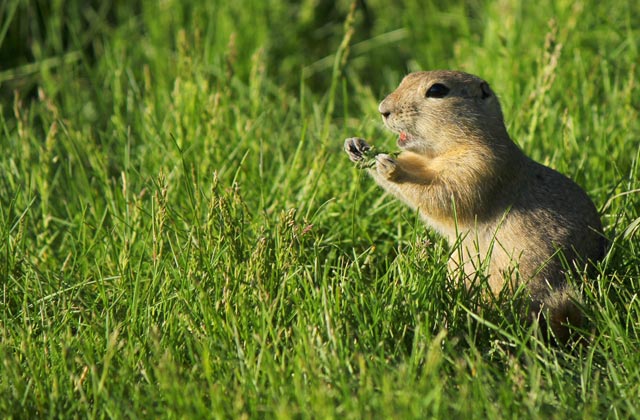 A Gopher