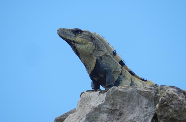 Iguana | by Flight Centre's Tiffany Apatu