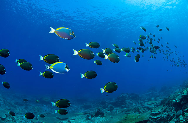 Black Triggerfish | by the Christmas Island Tourism Association © Mathieu Meur