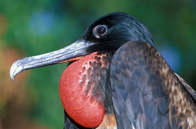 Christmas Island Frigate | by the Christmas Island Tourism Association © Chris Surman
