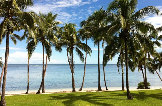 Palm Trees | by Flight Centre's Nicholas Mayger