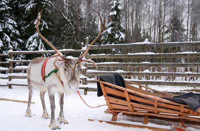 A Reindeer 