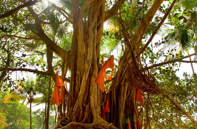 Banyan Tree