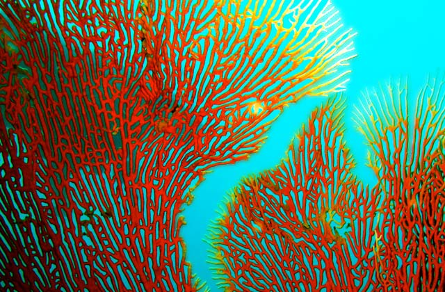 Gregorian Fan Coral | by Flight Centre's Sylvia Lindenstraus