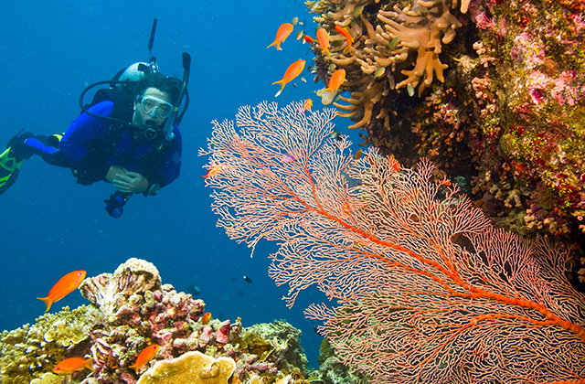 Admire the Marine Wonders