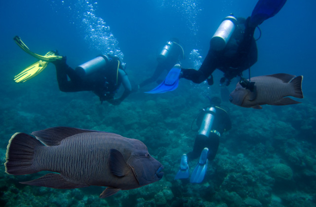 Diving with Gropers, off Hamilton Island