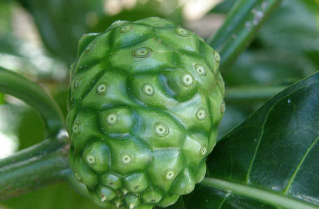 Noni Fruit