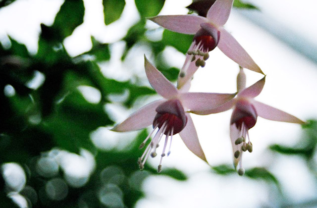 Flowers, Royal Botanic Gardens | by Flight Centre's Tiffany Apatu