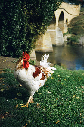 Rooster | by Flight Centre's Tiffany Apatu