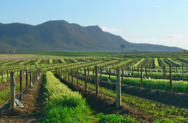 Vineyard, Hunter Valley