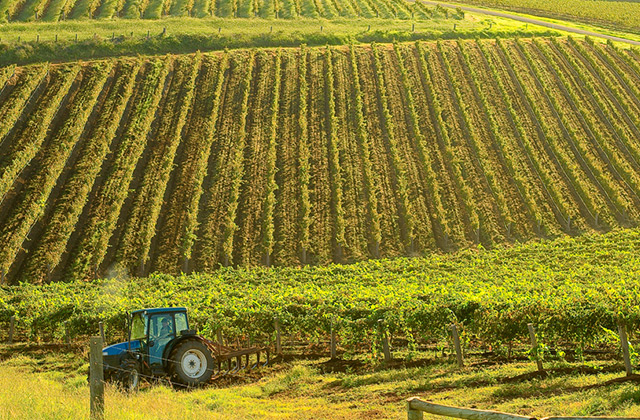 Vineyard, Hunter Valley