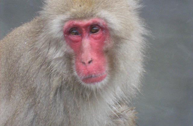 Snow Monkey, Hakuba | by Flight Centre's Joanne McNamee