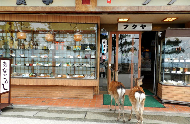 Deer, Miyajima | by Flight Centre's Tiffany Apatu