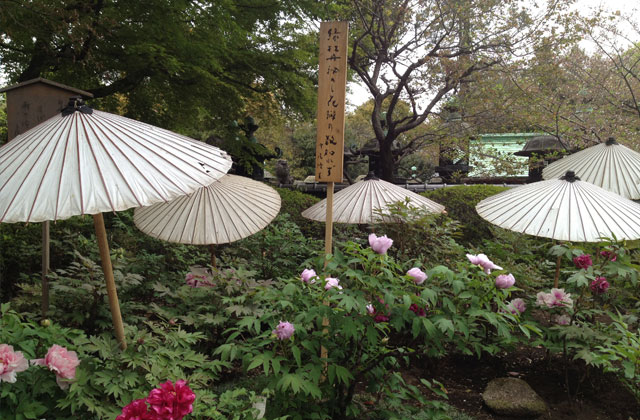 Flower Garden, Ueno Park, Tokyo | by Flight Centre's Emily Pearce