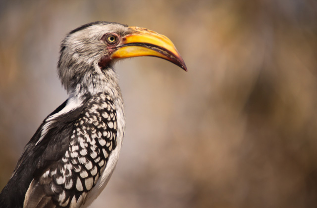 Kruger National Park | by Flight Centre's Stephen Bullock