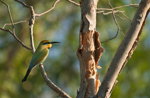 Bee Eater