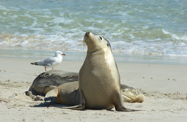 Sea Lions, Seal Bay Conservation Park