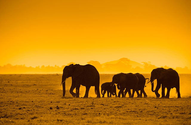 Elephants, Amboseli National Park