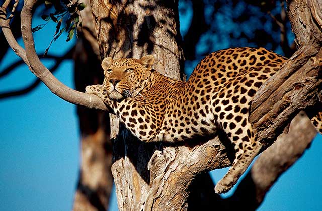 Leopard Relaxing
