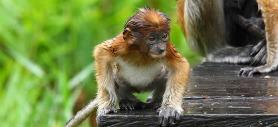 Kota Kinabalu: Baby Proboscis Monkey