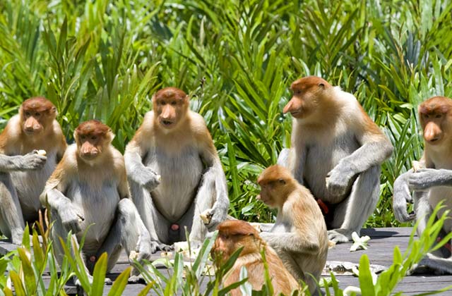 Proboscis Monkeys