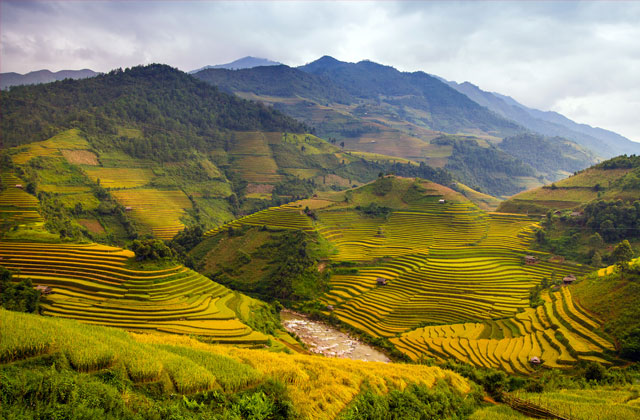 Rice Terraces