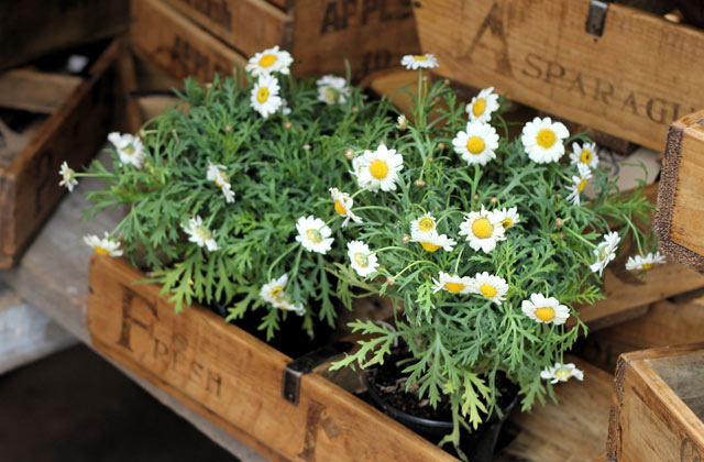 Plants For Sale, Camden Markets | by Flight Centre's Simon Collier-Baker