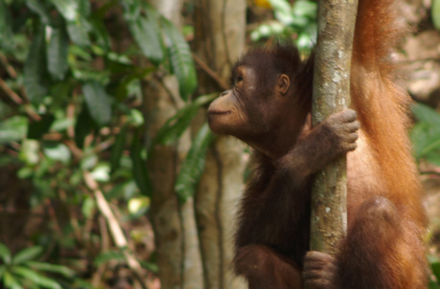 Orang utan | by Flight Centre's Stephen Bullock