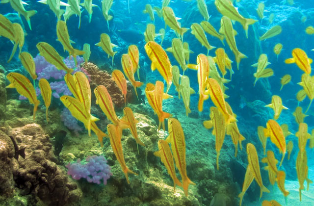 Admire the Marine Life