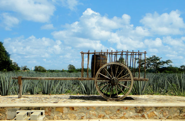 Agave Plantation, Cancun | by Flight Centre's Jason Cassin