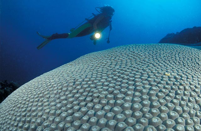 Admire the coral on a scuba dive