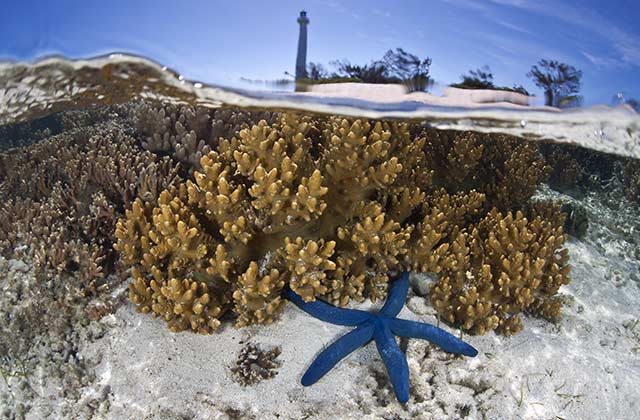 Linckia Iaevigata AKA Blue Starfish