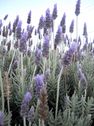 Lavender Fields, Milton on the south coast of New South Wales | by Flight Centre's Katrina Imbruglia