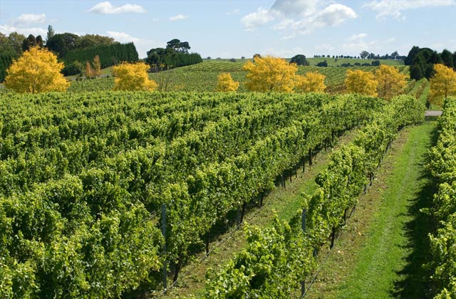 Vineyard, near Sutton Forest, Southern Highlands