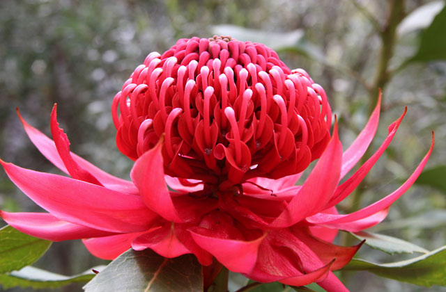 The Waratah, The Floral Emblem of NSW