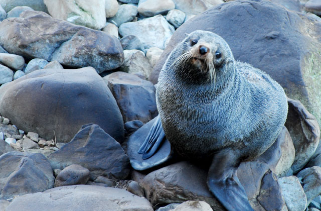 Seals, Kaikoura