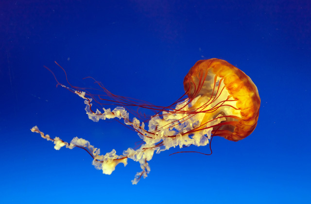 Jellyfish, Osaka Aquarium