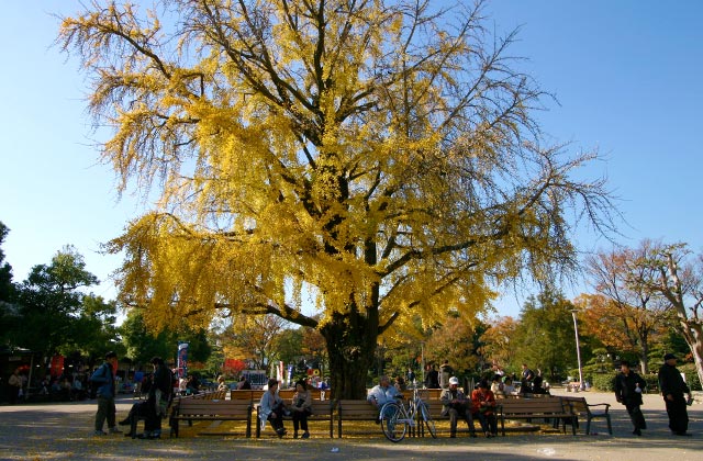 Autumn Yellows, outside Osaka Castle | by Flight Centre's Tiffany Apatu