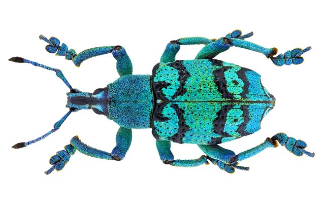Eupholus Schoenherri, a Beetle Native to Papua New Guinea