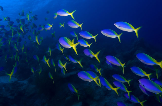 Admire the Marine Life